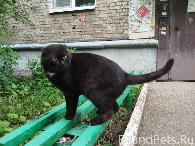 Найден вислоухий шотландец, Уфа, Блюхера