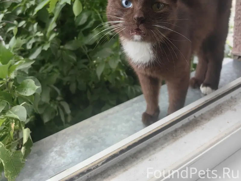 Найден котёнок, красивый, с разными глазами, Восстания