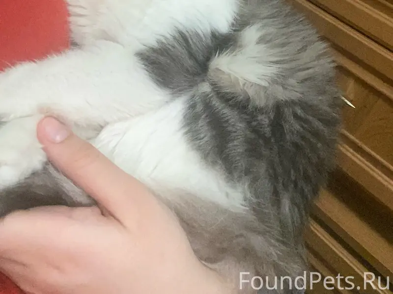 Пропала кошка Юна, 13 мкр