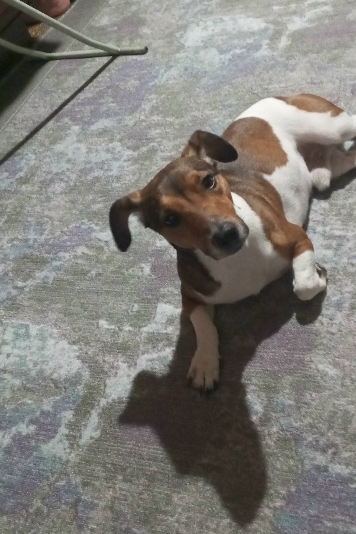 Пропала собака, на ошейнике шипы