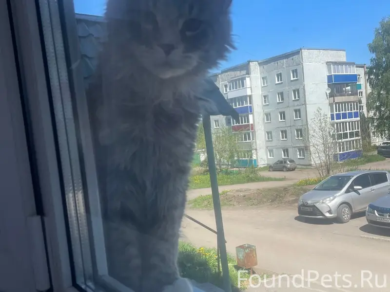 Пропал кот Циган, г. Киселевск