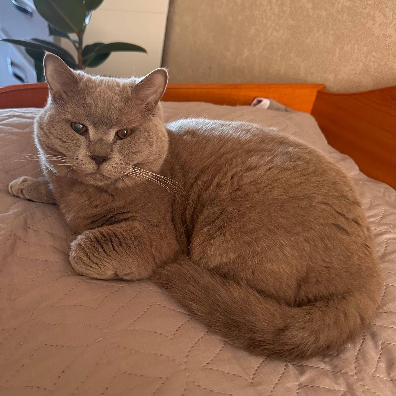 Пропала кошка, снт Родник