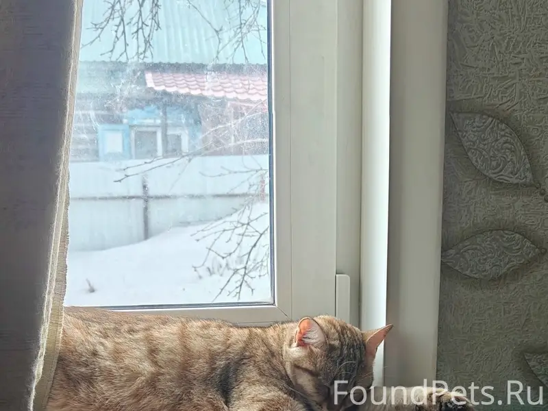 Пропала кошка, трёхцветный окрас, Ленинский район