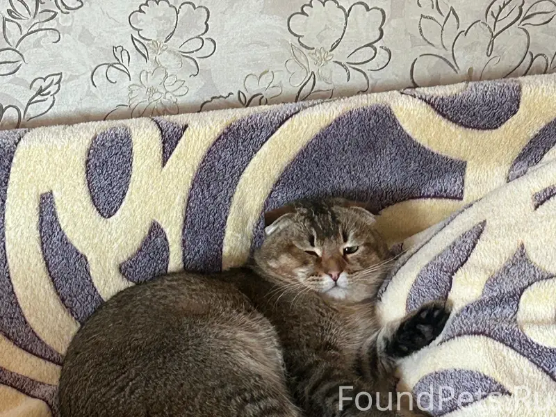 Пропал шотландский вислоухий Тиша, г. Рязань