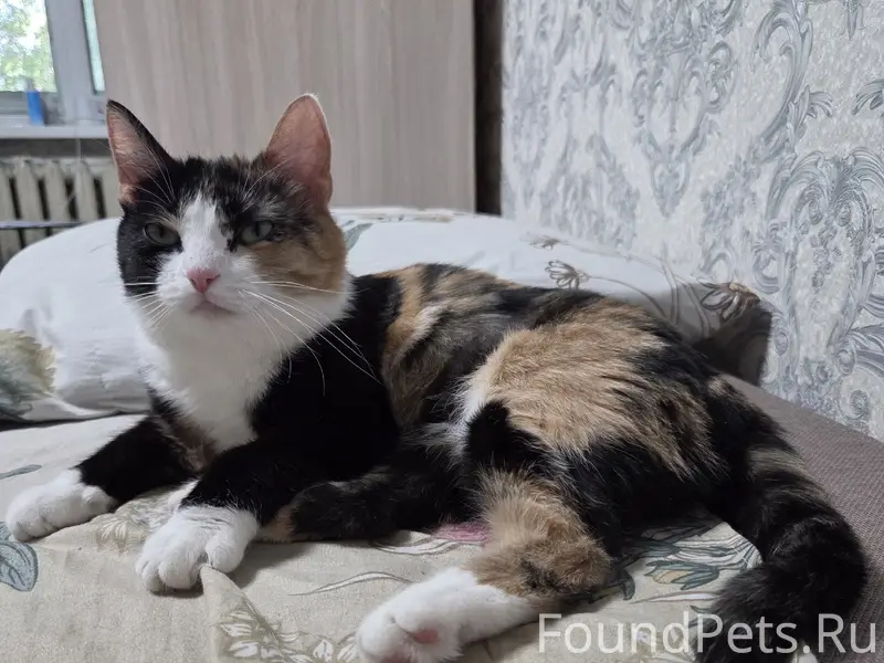 Пропала кошка Жаклин, Нижний Новгород