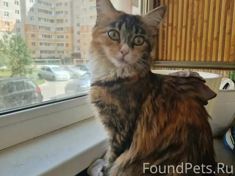 Пропала кошка, Завокзальный район