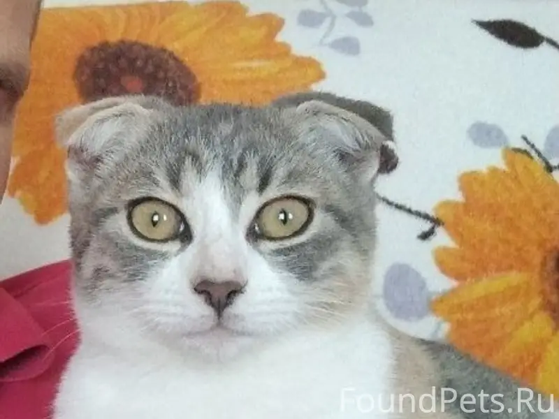 Пропала кошка, Джанкой