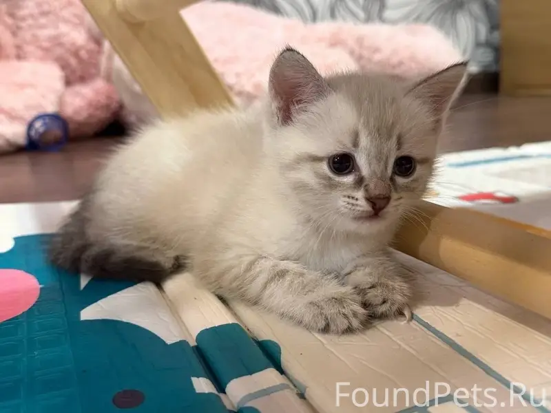 Пропал котёнок