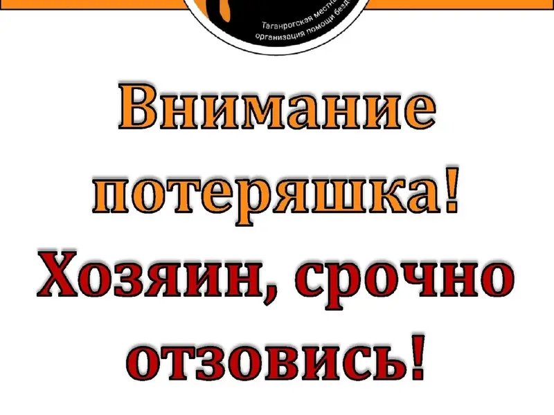 Найден щенок джек рассел, без клички