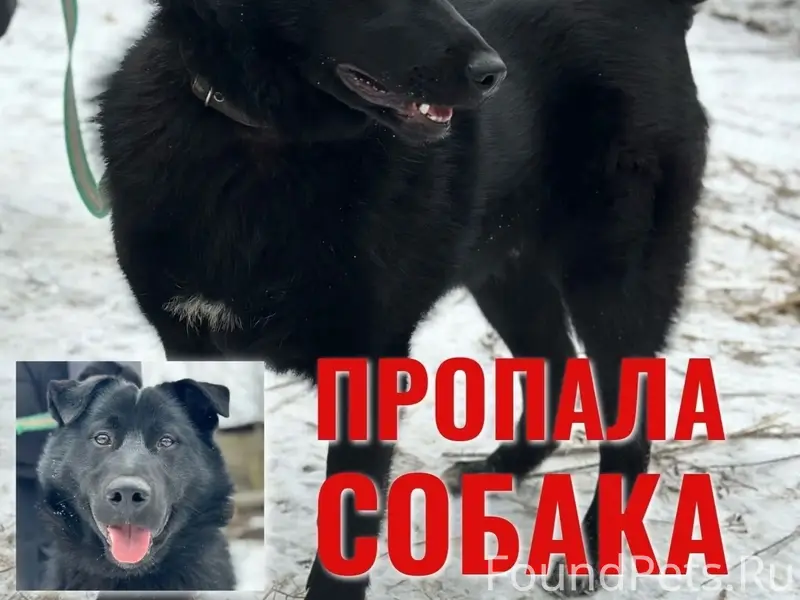 Пропал метис лабрадора Лорд, Сокольский район