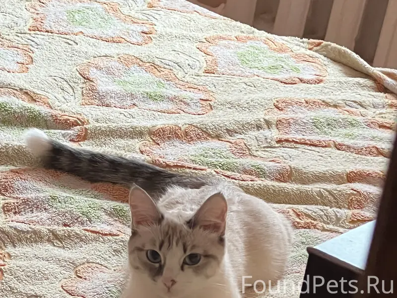 Пропала кошка