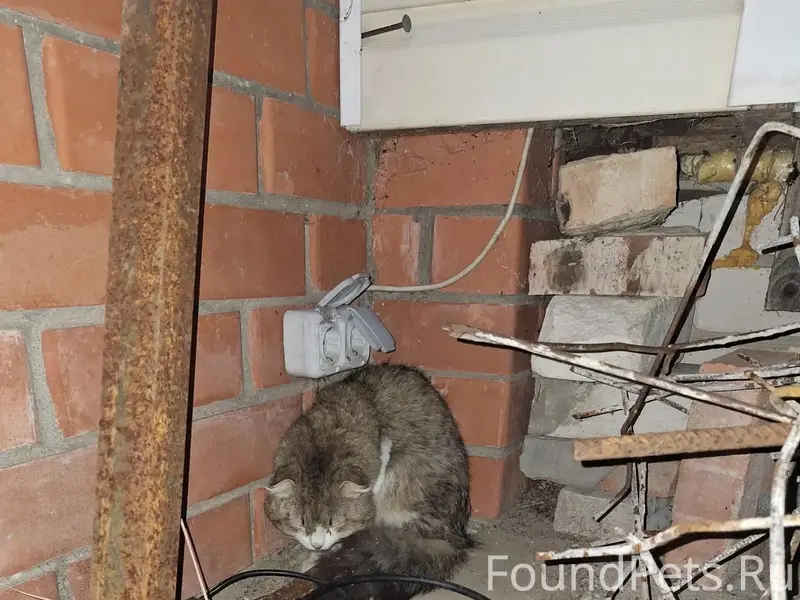 Найдена кошка, улица Красноармейская