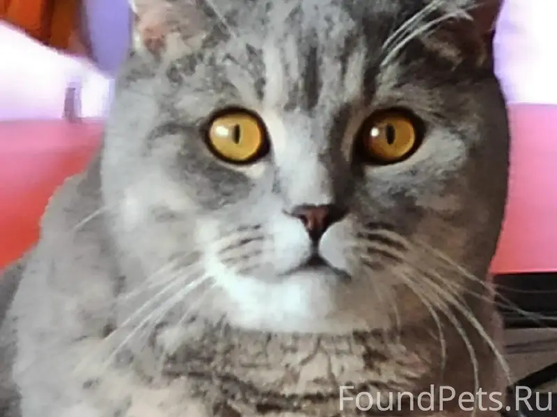 Пропал шотландский кот Веня, дача