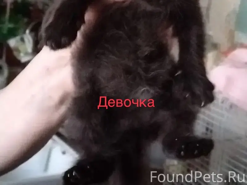 Найдена кошка, Ейск