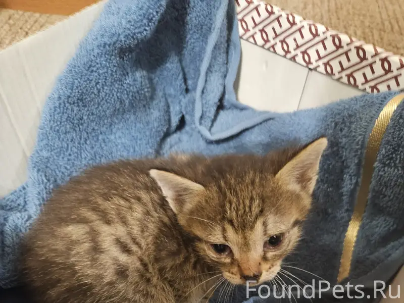 Найден котёнок, на парковке