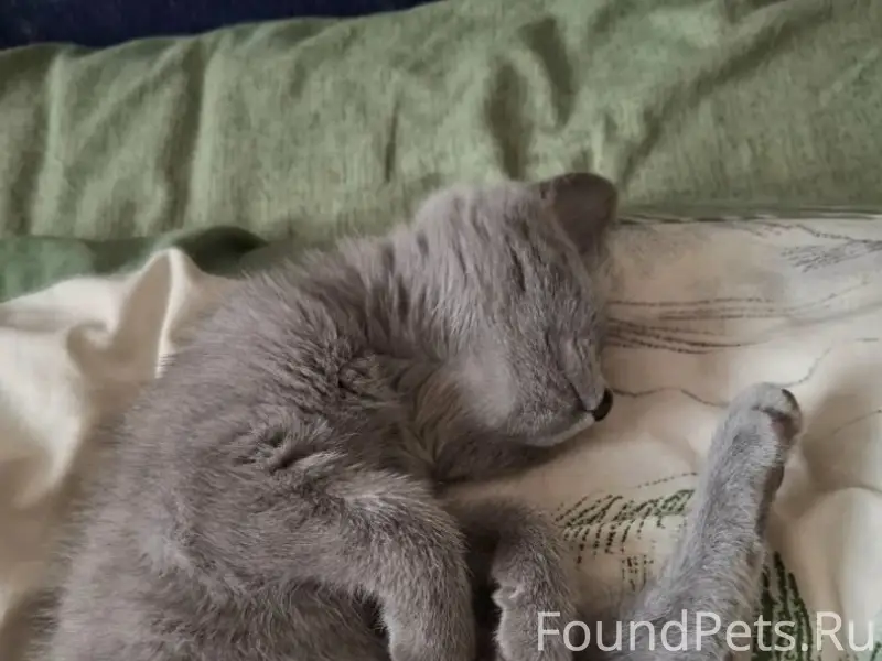 Найден котик, детская площадка