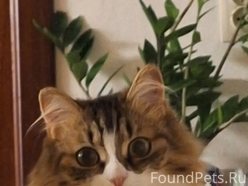 Пропала кошка, район нижней лисихи