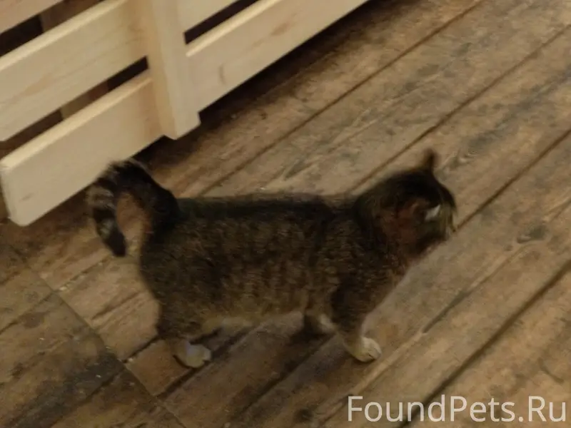 Пропал котёнок