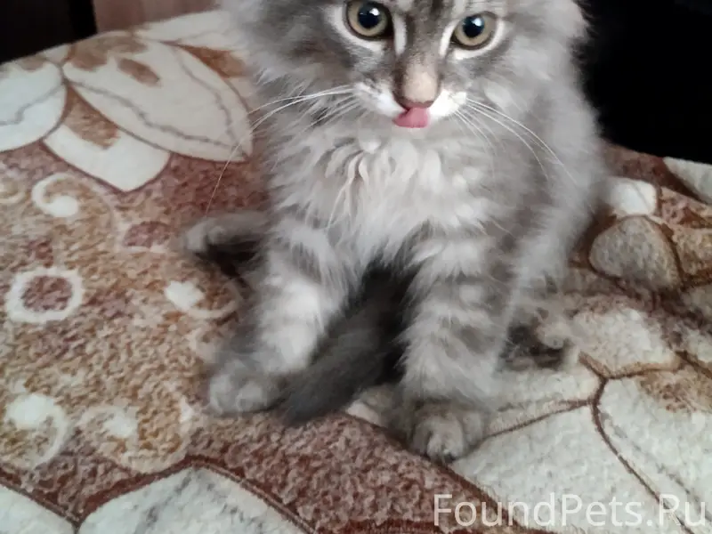Найден котёнок, Гоголевская