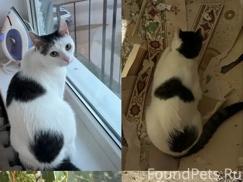 Пропали кошка Луна и кот Томас, Кингисепп