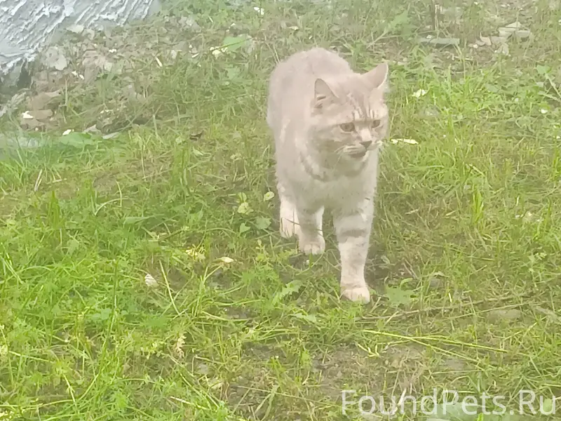 Найдена кошка, ул. Попова, д. 18