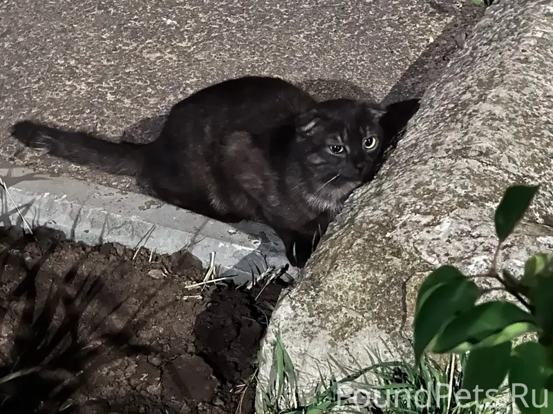 Найдена кошка, ул. Тираспольская