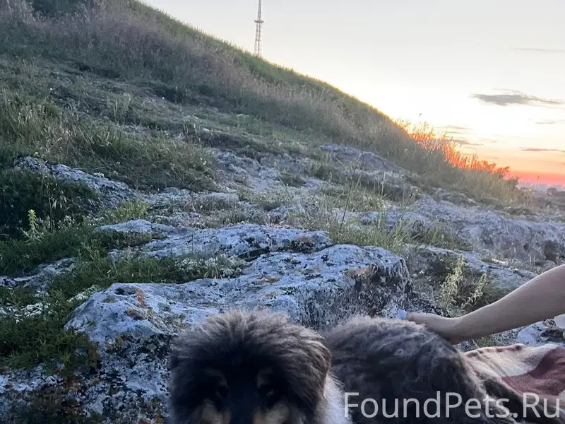 Пропала колли Шани, Симферополь, район Старого города