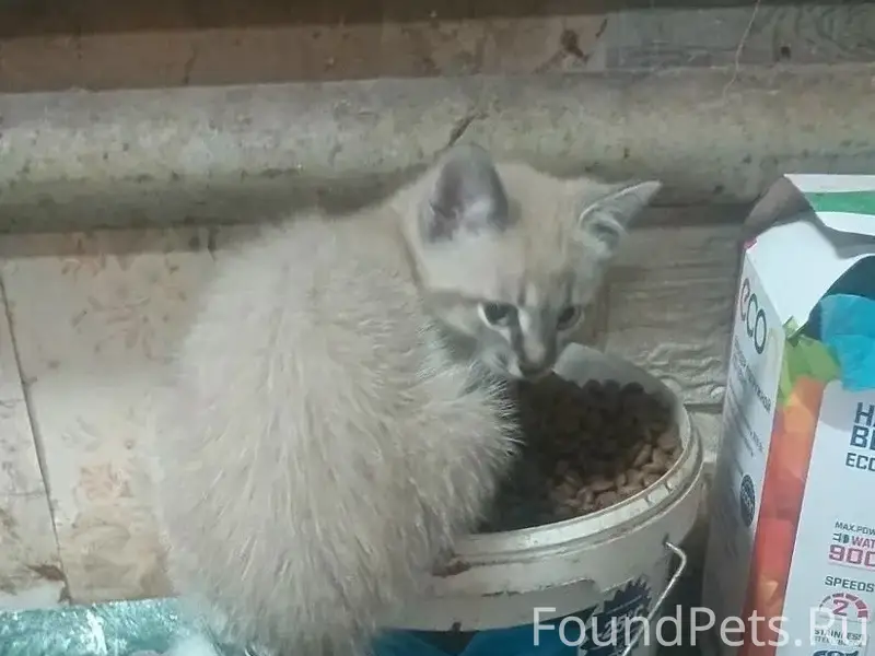 Пропал котёнок Тиша, Козлово