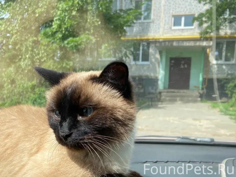 Пропал сиамский кот, свяжитесь по номеру