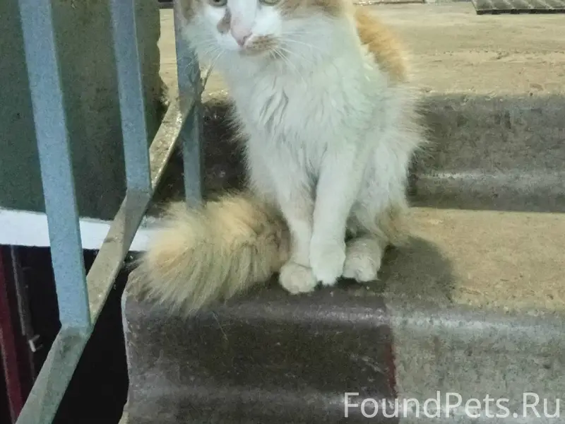 Найден кот, Ленинский район