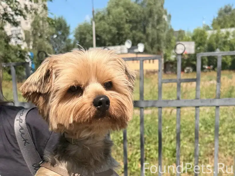 Найден кобель в шлейке, Жуковский