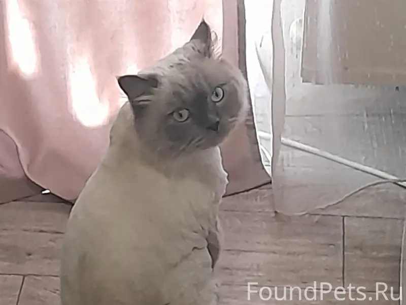 Пропал кот