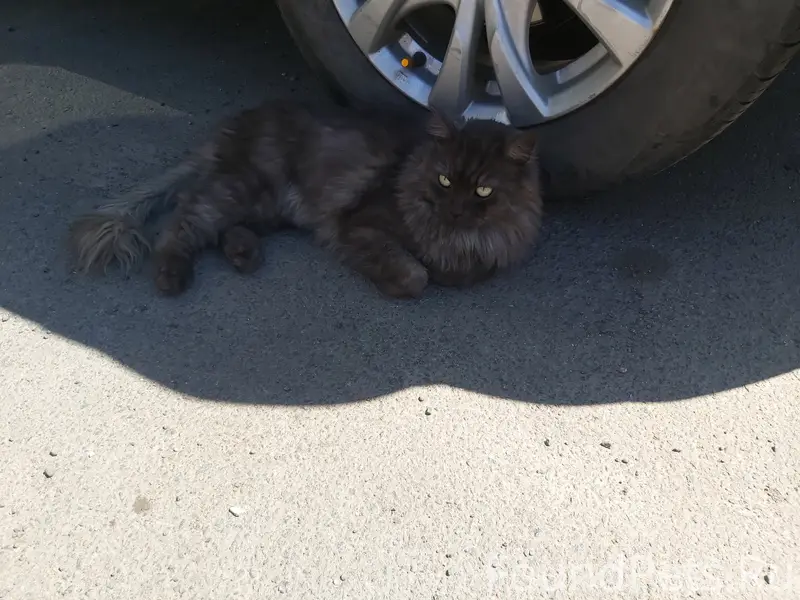 Бродит Домашняя кошка