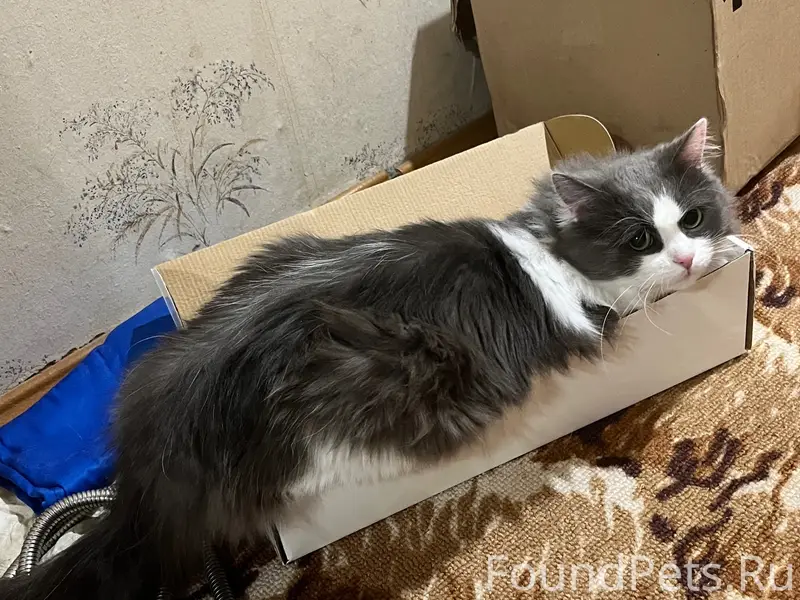 Пропала домашняя кошка, район госпиталя