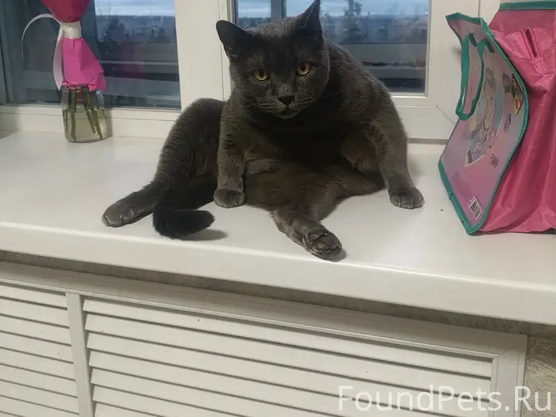 Пропал кот, Карельский проспект