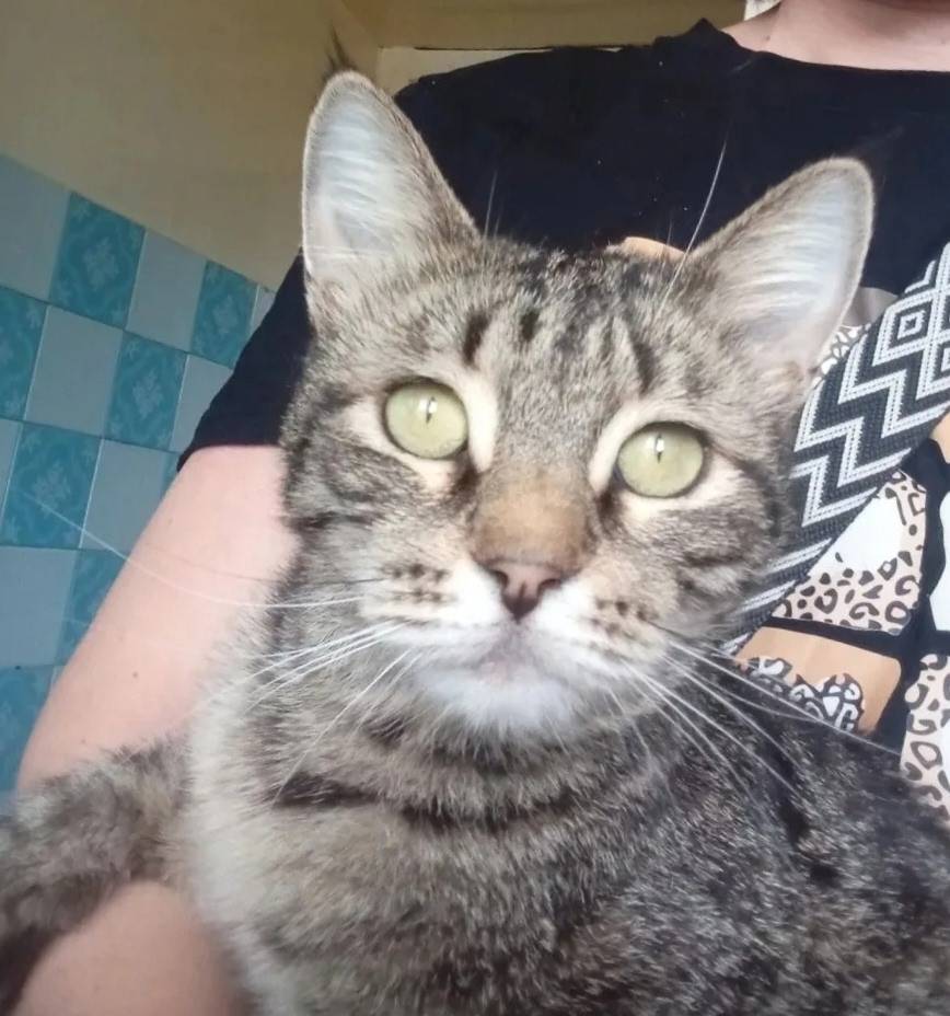 Найдена кошка, Иваново