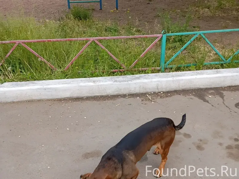 Пропал пёс, район ул. Автотранспортная 6а
