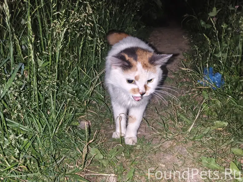 Найдена кошка, Киселевка