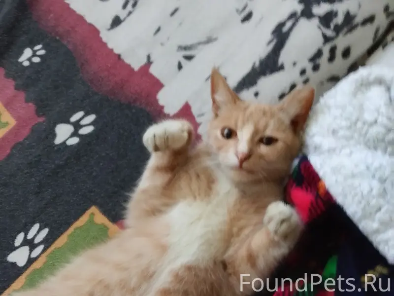 Пропал котёнок, г. Муром