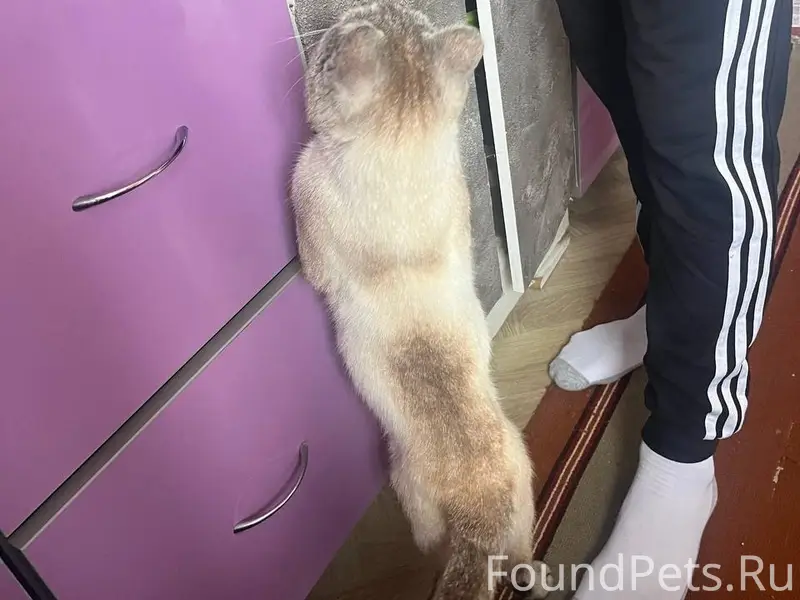Пропал кот Барсик