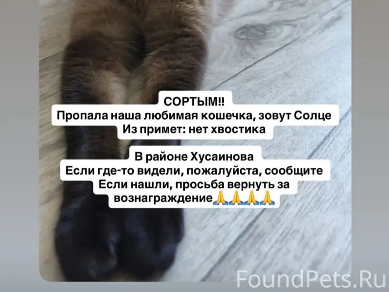 Пропала кошка, Хусаинова 11