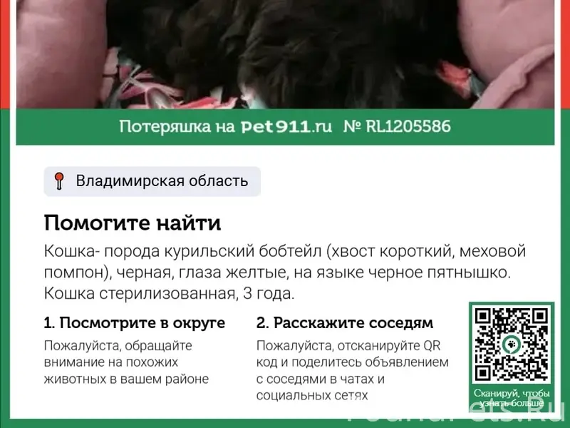Пропала кошка Сима, курильский бобтейл, Жуклино