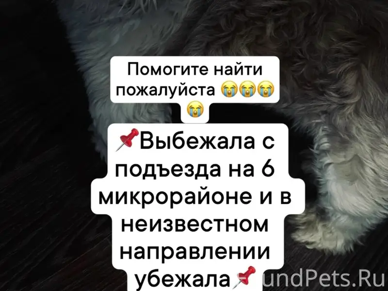 Пропал Ши-тцу Буба, 6 микрорайон