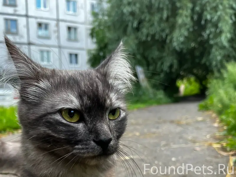 Найден кот, Героев Хасана 149