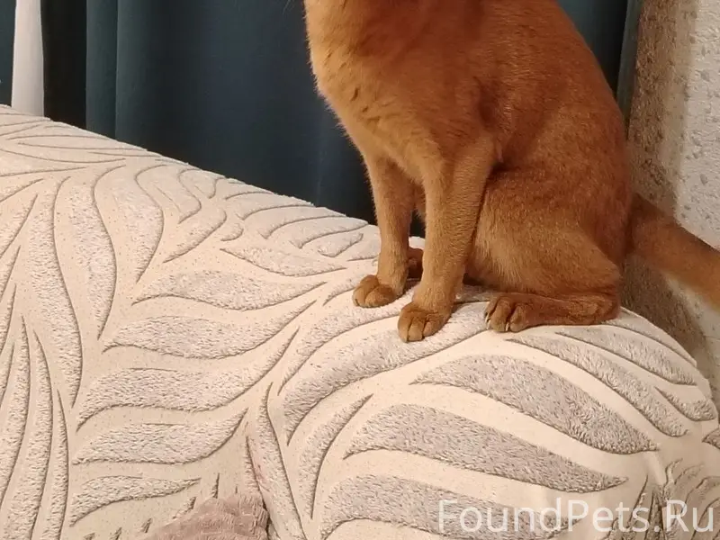 Пропал кот