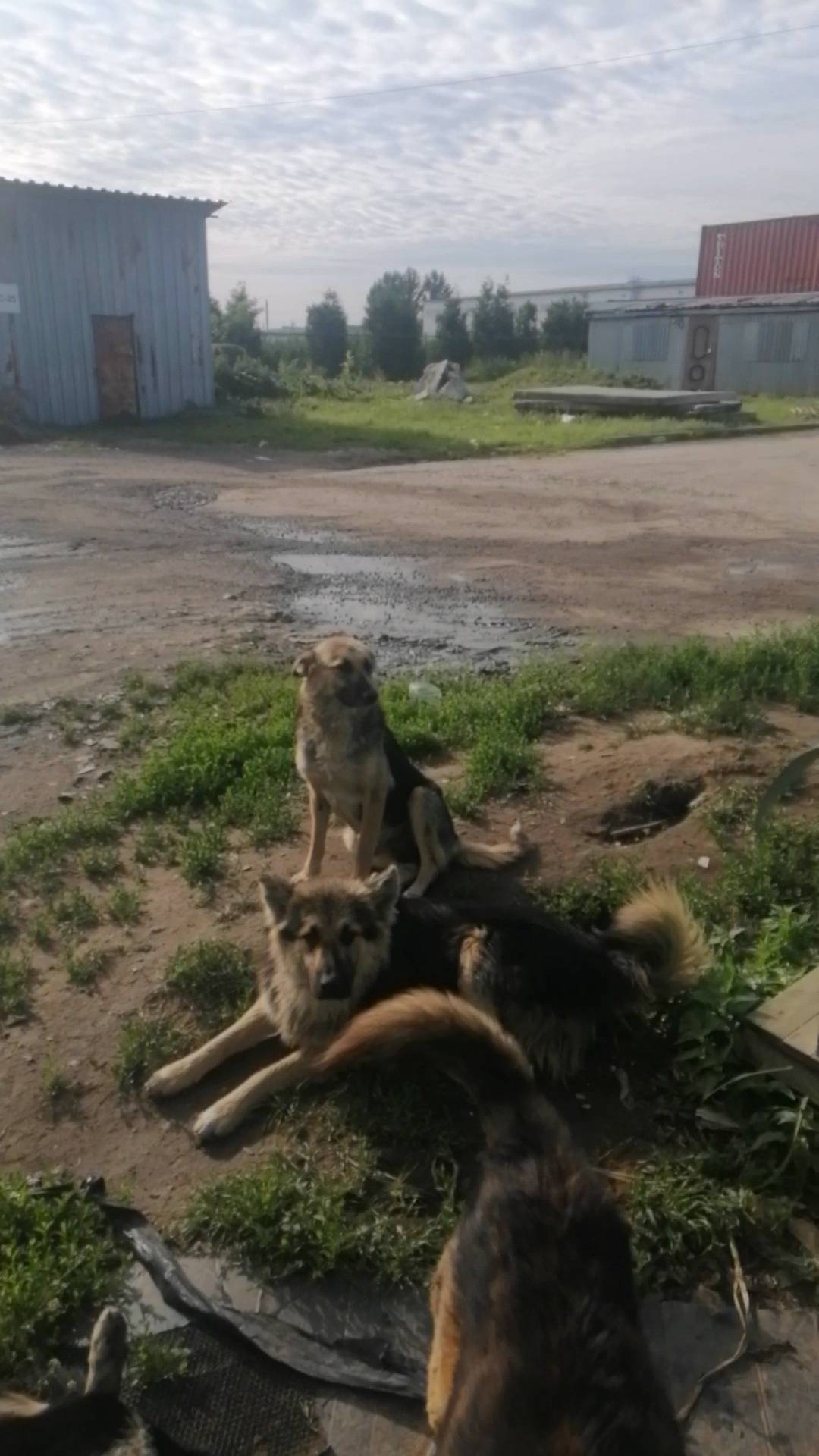 Пропали собаки с промзоны