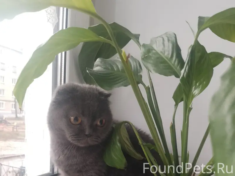 Пропала кошка, дом Дружба 62