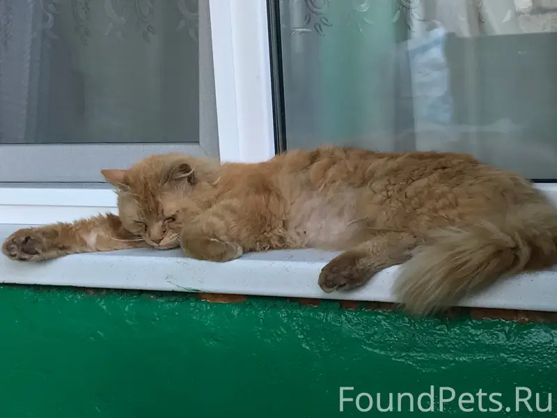 Найден кот, Окружной проезд