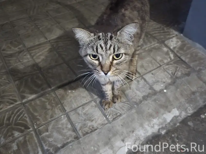 Найдена кошка с ошейником, Березовая роща