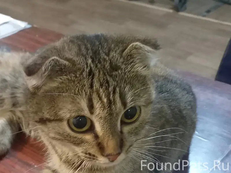 Найдена вислоухая кошка, Воронеж